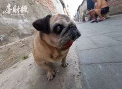 光明房地产：发行4亿元中期票据，利率为4.5%