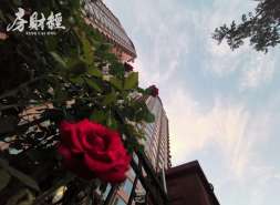 新力物业成被执行人，执行标的约2万元