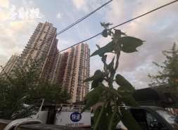 京投发展上半年净利-3.75亿元
