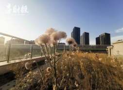 绿城中国前8月合同销售约957亿元
