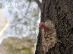 金科股份：股东东方银原未完成增持股份目标