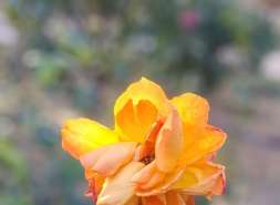 北京隅缺“金”，金隅108亿地产投资的“被刺与背刺”