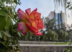 大悦城：2025年减亏，购物中心销售客流双增